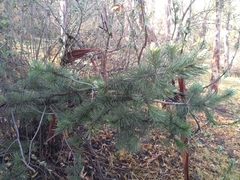 Pinus greggii