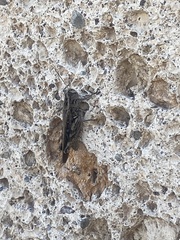 Calliptamus plebeius