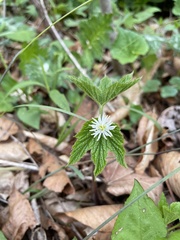 Hydrastis canadensis