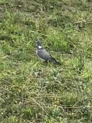 Columba palumbus