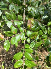 Pteleopsis myrtifolia