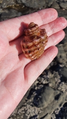 Cymatiidae