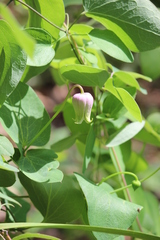 Clematis carrizoensis