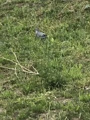 Columba palumbus