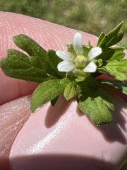 Geranium texanum