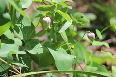 Clematis carrizoensis