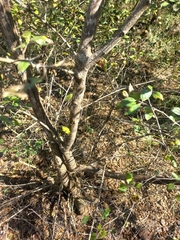 Pteleopsis myrtifolia