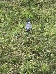 Columba palumbus