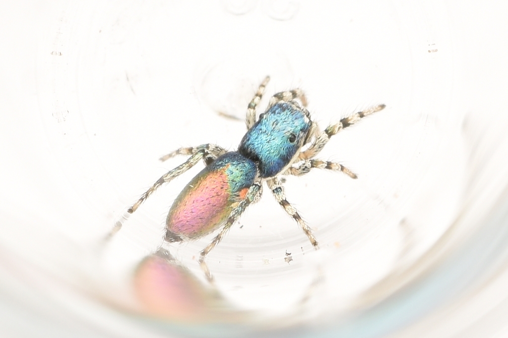 Salticus peckhamae