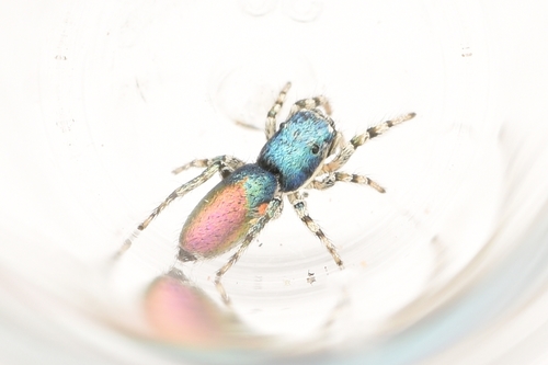 Salticus peckhamae