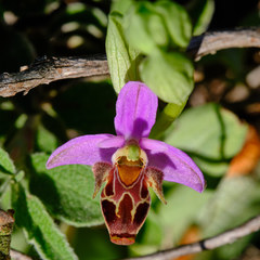 Ophrys scolopax