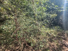 Pteleopsis myrtifolia