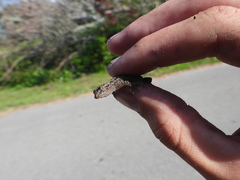 Hemidactylus parvimaculatus