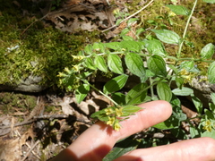 Lithospermum tuberosum