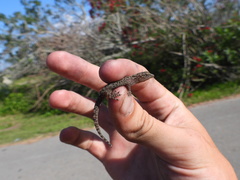 Hemidactylus parvimaculatus