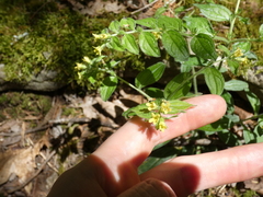 Lithospermum tuberosum