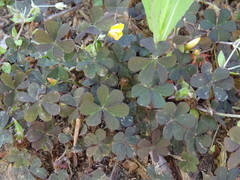 Oxalis corniculata repens