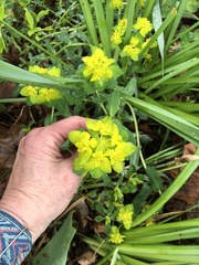 Euphorbia epithymoides
