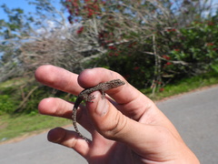 Hemidactylus parvimaculatus
