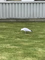 Larus argentatus argentatus