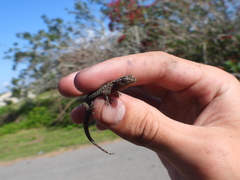 Hemidactylus parvimaculatus