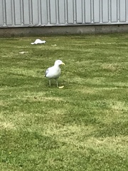 Larus argentatus argentatus