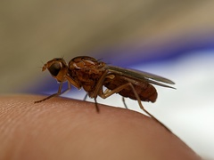 Psila