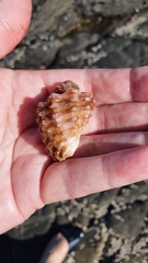Cymatiidae