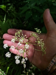 Perideridia americana