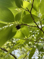 Styracaceae