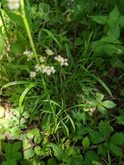 Perideridia americana