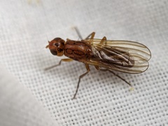 Psila