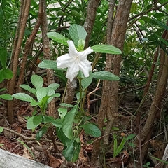 Ruellia leucantha