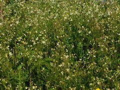 Raphanus raphanistrum