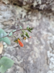 Penstemon rotundifolius