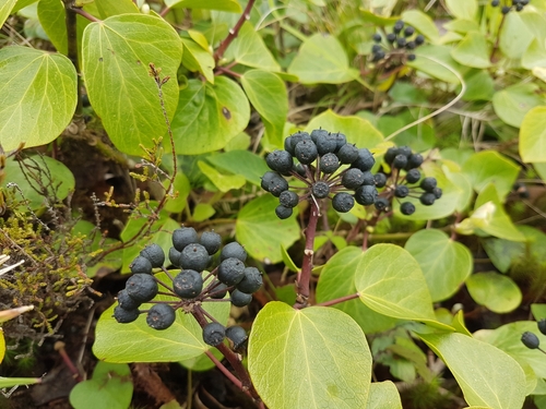 Azores Ivy