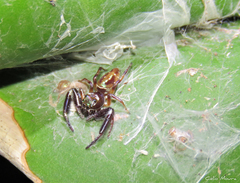 Lurio conspicuus