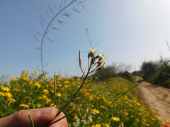 Brassica tournefortii