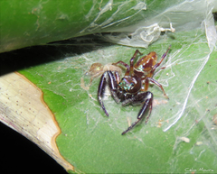Lurio conspicuus