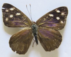 Eunica monima modesta