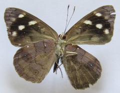Eunica monima modesta
