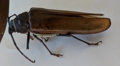 Trichocnemis