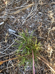 Oxalis polyphylla pentaphylla