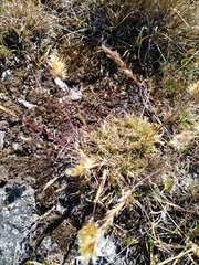 Deschampsia ovata