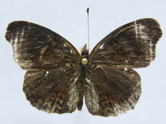 Anthanassa atronia