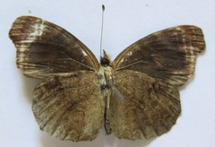 Anthanassa atronia