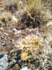 Deschampsia ovata