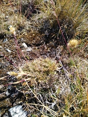 Deschampsia ovata