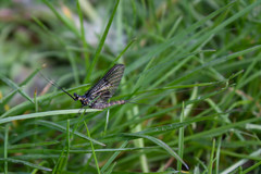 Ephemera danica