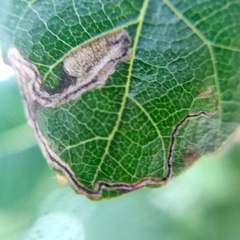 Stigmella longisacca